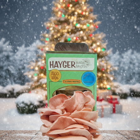 İstiridye Mantar Bahçesi (Pembe)