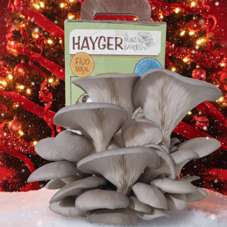 İstiridye Mantar Bahçesi (Gri)