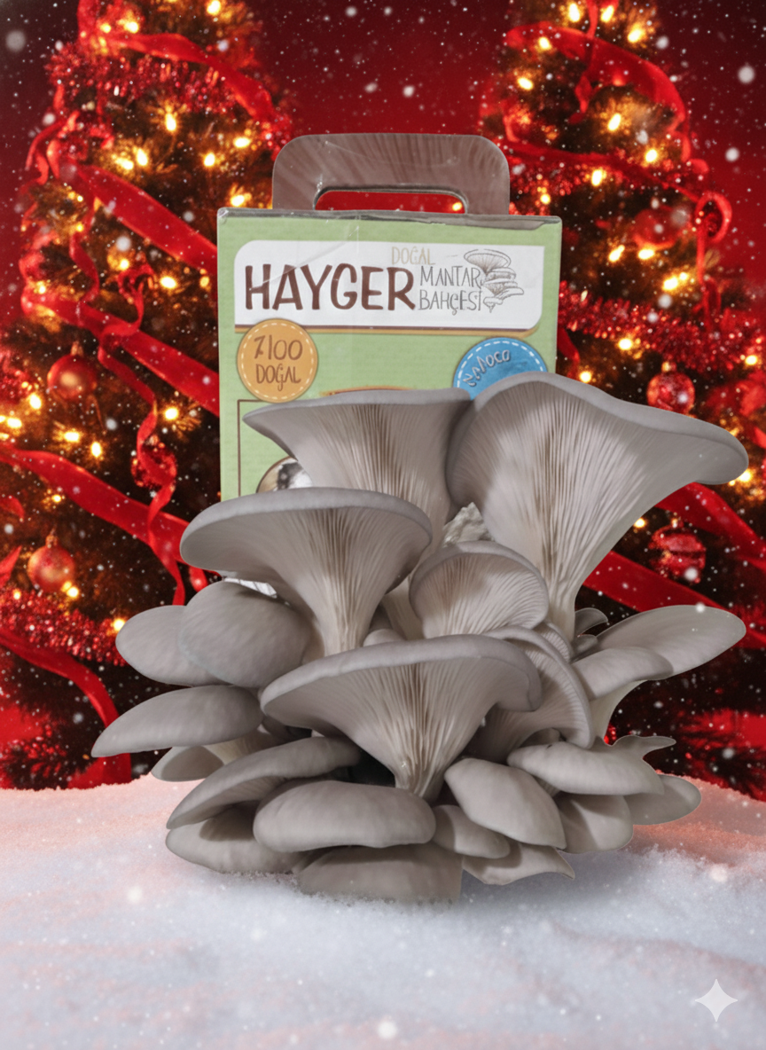 İstiridye Mantar Bahçesi (Gri)