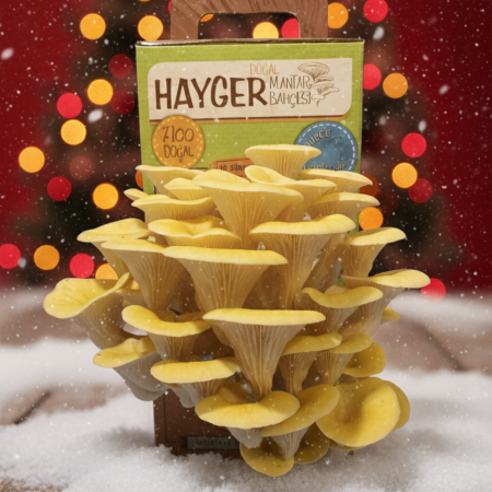 İstiridye Mantar Bahçesi (Sarı)