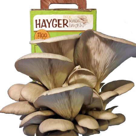 İstiridye Mantar Bahçesi (Gri)