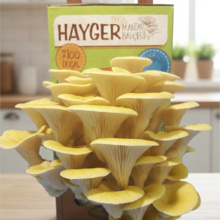 Alternative view of İstiridye Mantar Bahçesi (Sarı)