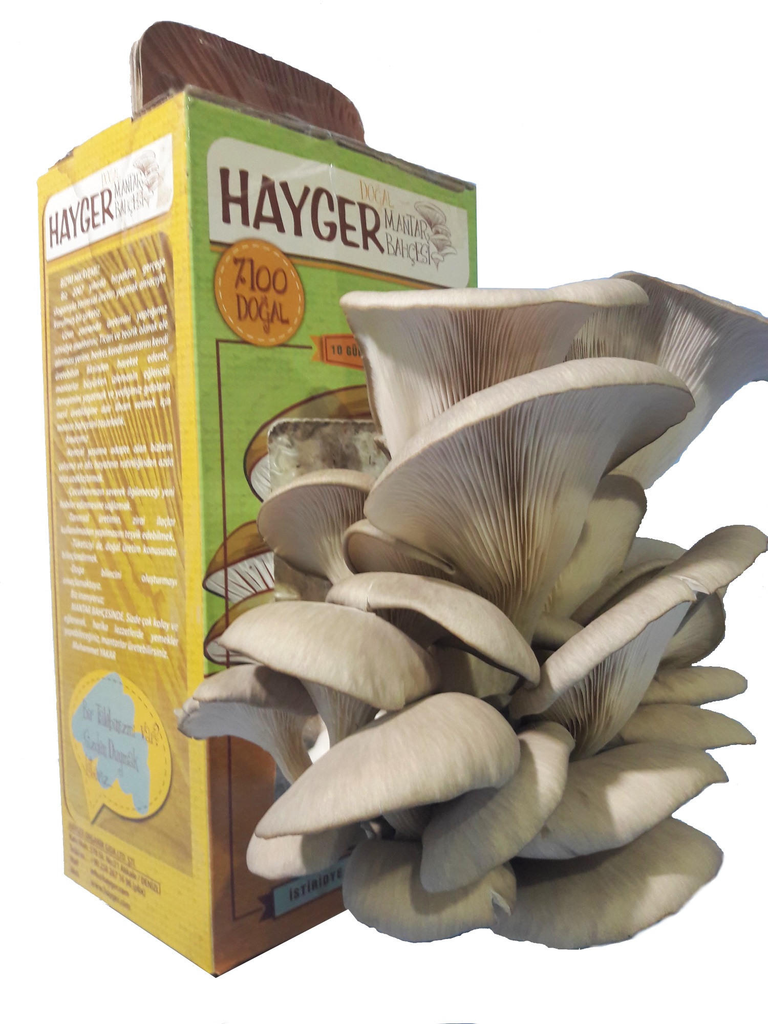 İstiridye Mantar Bahçesi (Gri) - Görsel 7