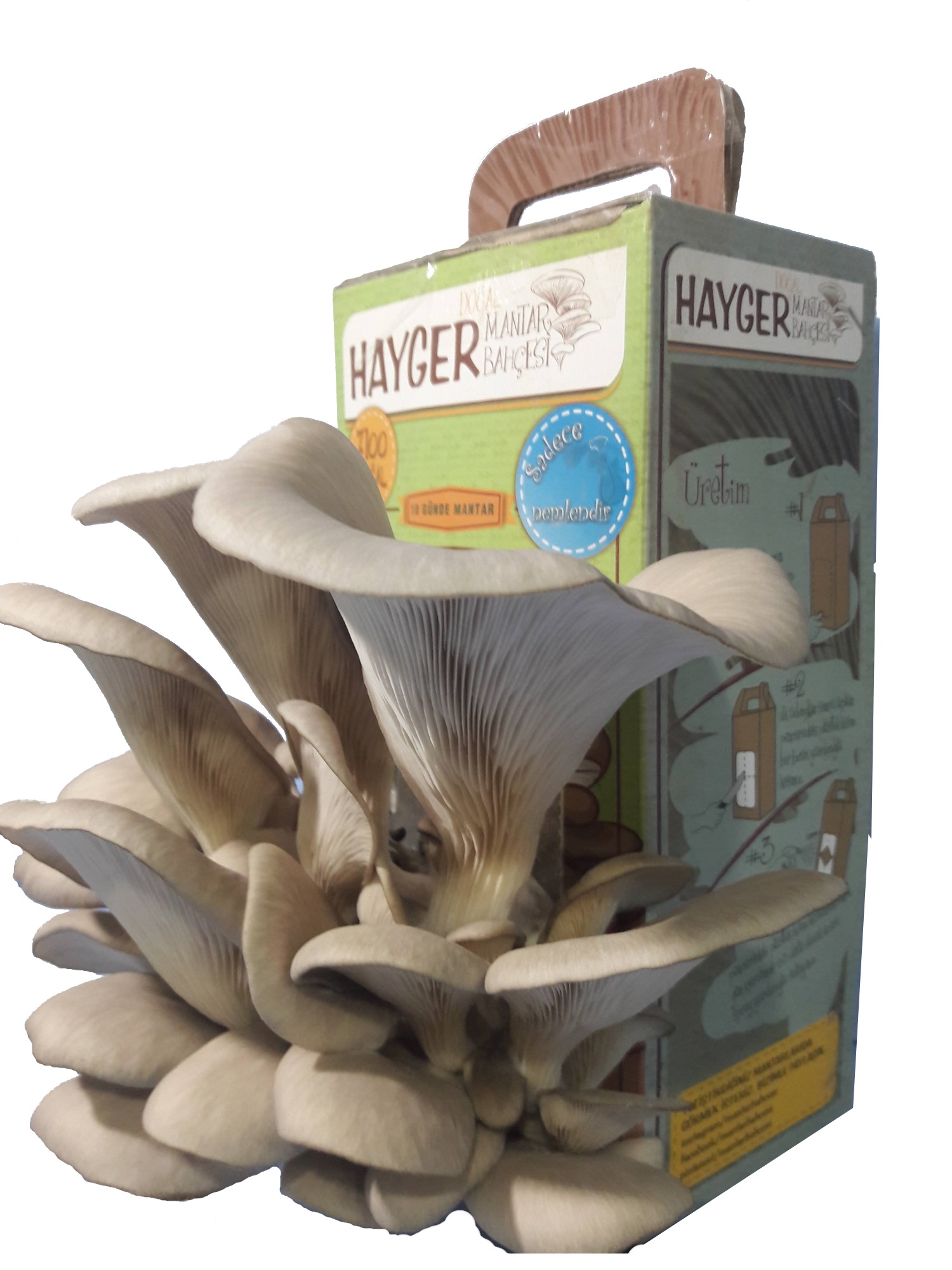 İstiridye Mantar Bahçesi (Gri) - Görsel 8