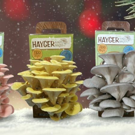 Alternative view of İstiridye Mantar Bahçesi Değer 3’lü Paket