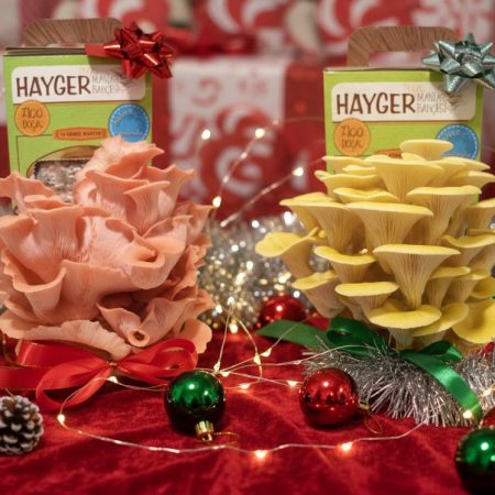 İstiridye Mantar Bahçesi Renkli 2’li Sarı Pembe