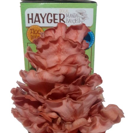 Alternative view of İstiridye Mantar Bahçesi (Pembe)