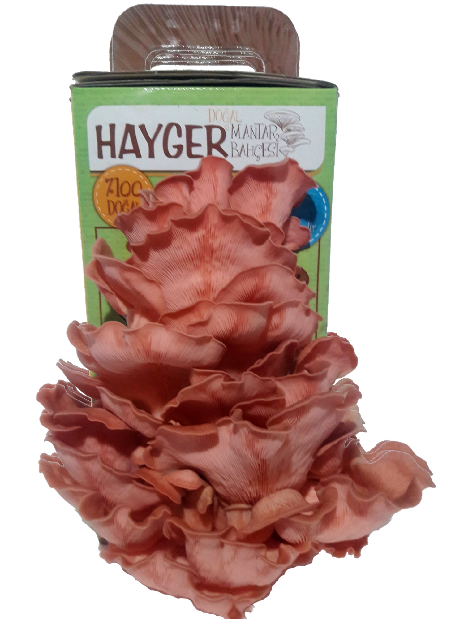 İstiridye Mantar Bahçesi (Pembe) - Görsel 2