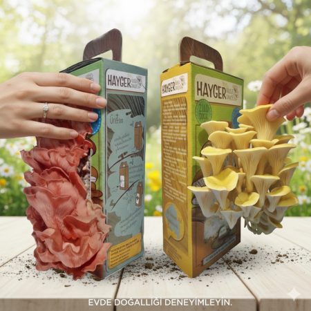 İstiridye Mantar Bahçesi Renkli 2’li Sarı Pembe