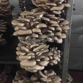 1 Ton Kompost (poşetli)