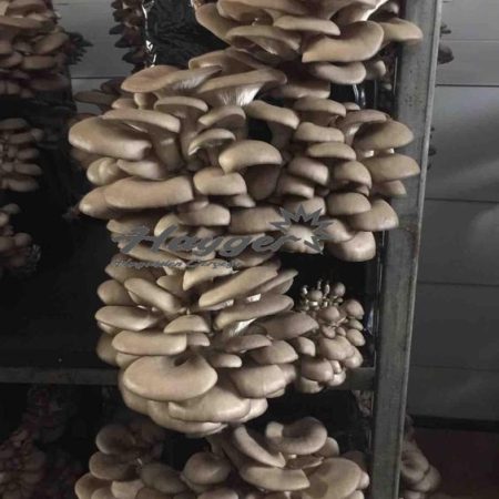 1 Ton Kompost (poşetli)