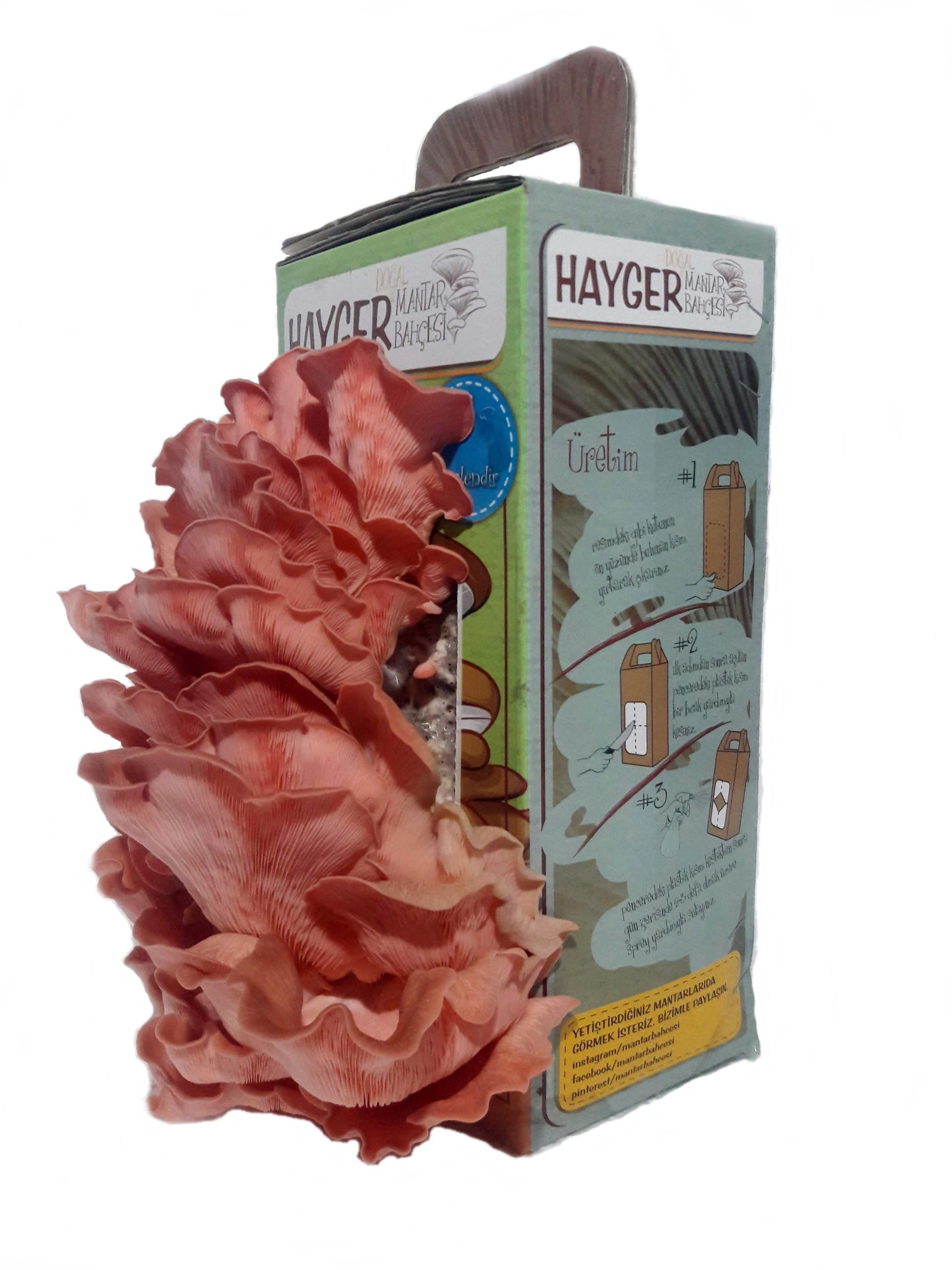 İstiridye Mantar Bahçesi (Pembe) - Görsel 4