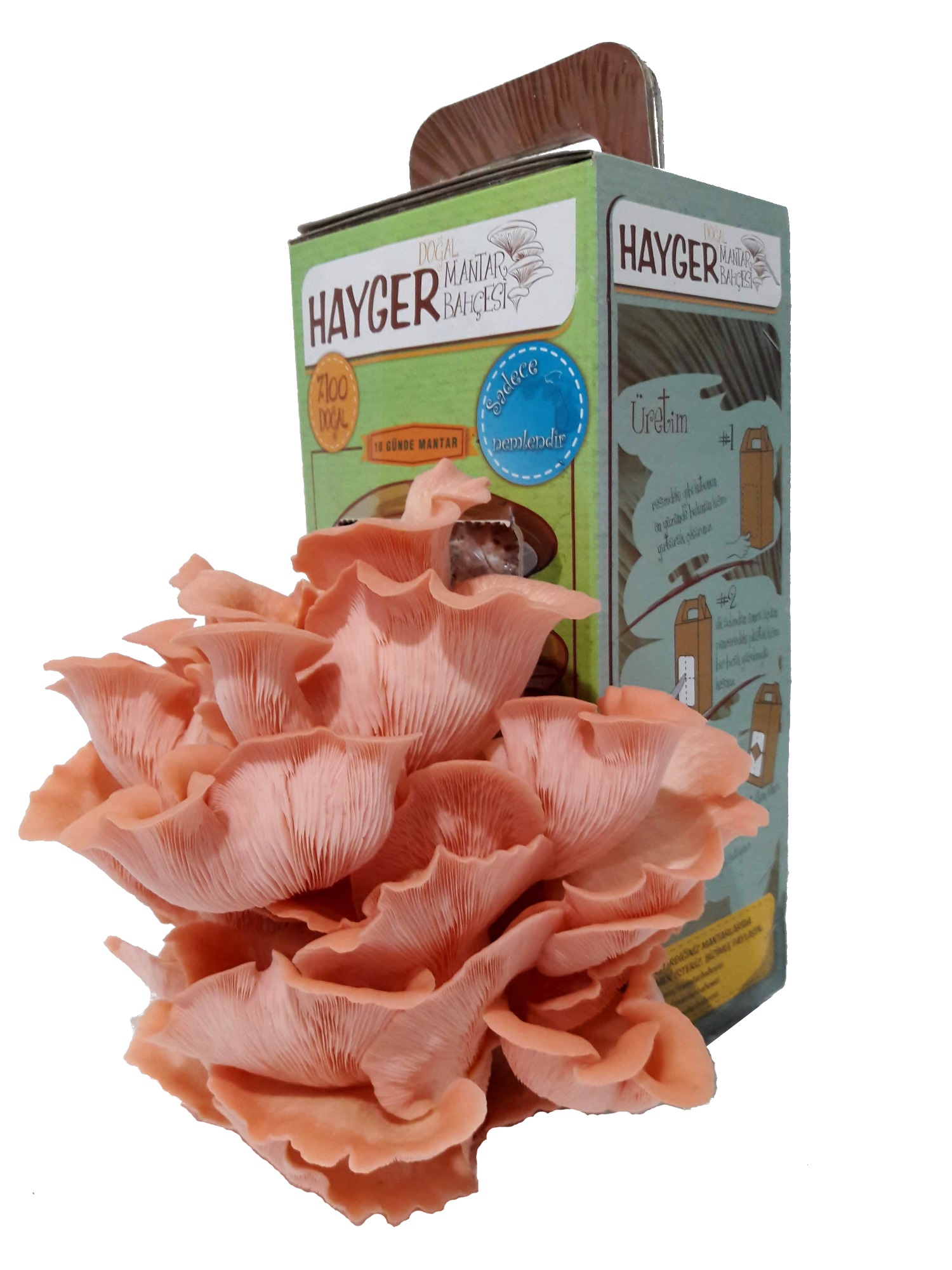 İstiridye Mantar Bahçesi (Pembe) - Görsel 5