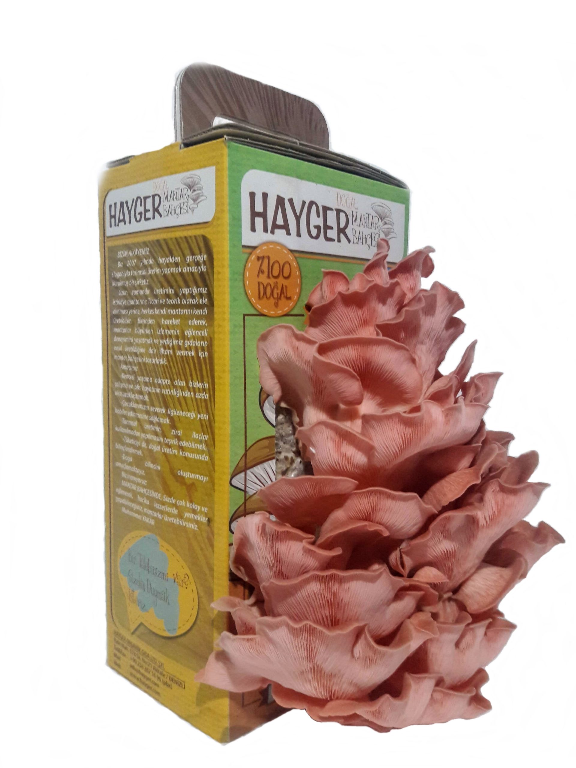 İstiridye Mantar Bahçesi (Pembe) - Görsel 6