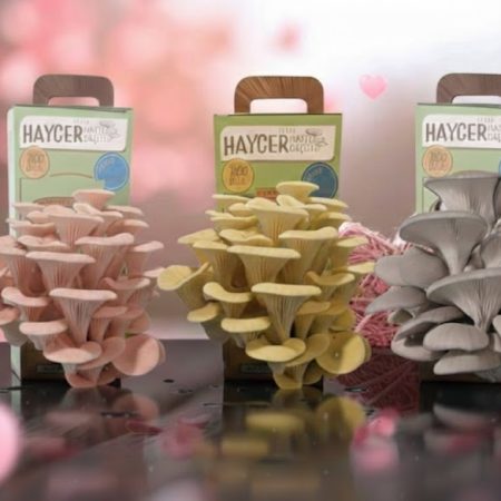 İstiridye Mantar Bahçesi Değer 3’lü Paket