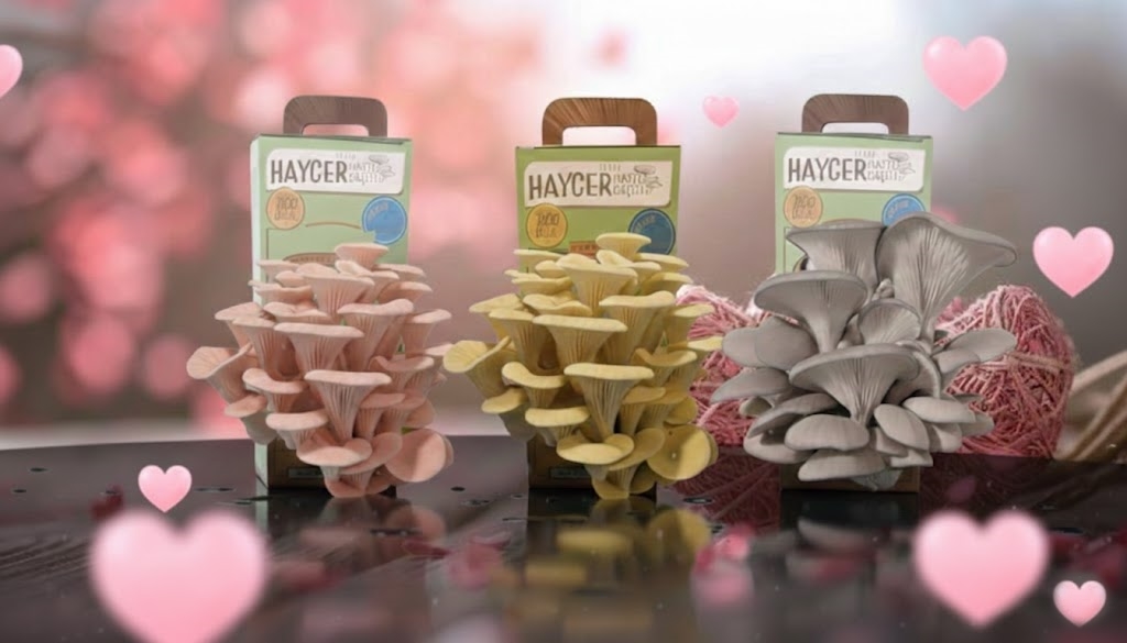 İstiridye Mantar Bahçesi Değer 3’lü Paket