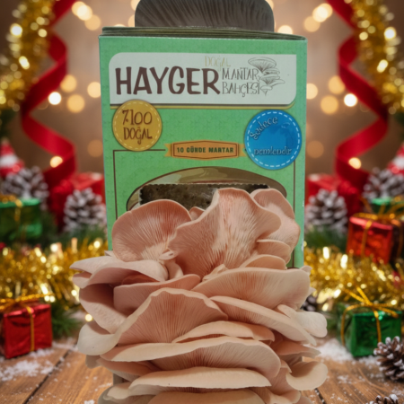 İstiridye Mantar Bahçesi (Pembe)