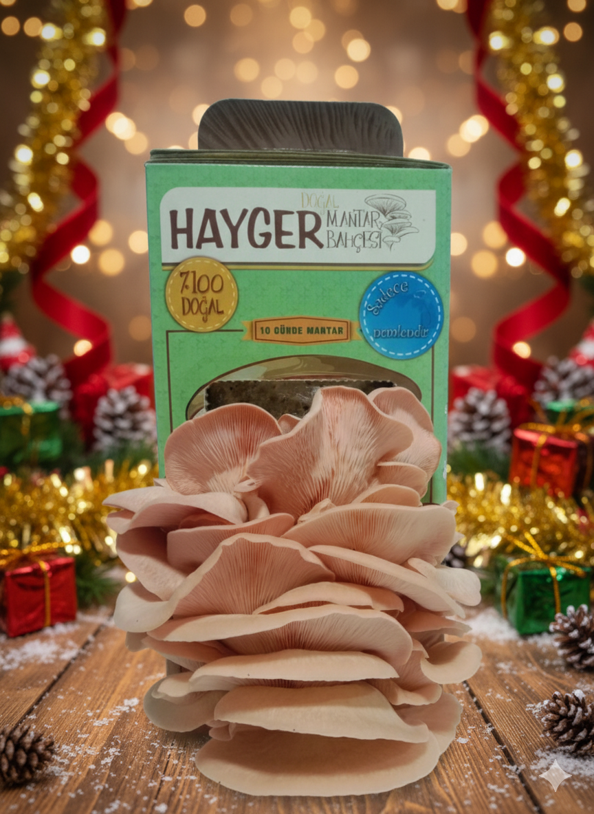 İstiridye Mantar Bahçesi (Pembe)