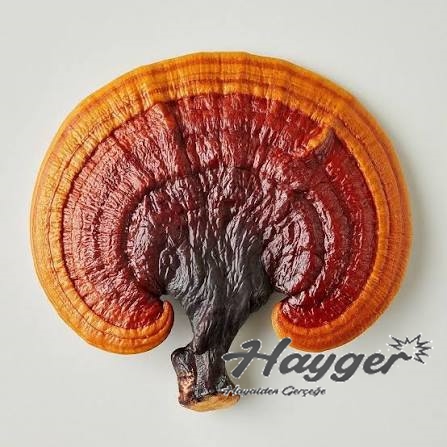 Alternative view of Kuru Dilimlenmiş Resihi Mantarı Ganoderma Lucidum – Kırmızı Reishi Mantarı 100 GR