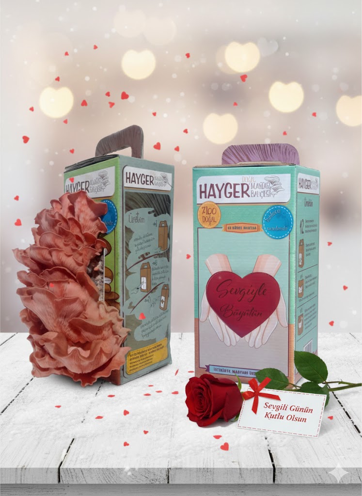 İstiridye Mantar Bahçesi (Pembe)