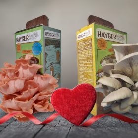 İstiridye Mantar Bahçesi 2’li Pembe Gri Renk